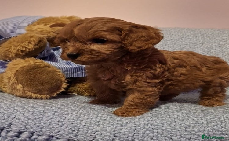 Cavapoo dogs - Advert 1