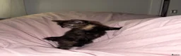 Mixed Breed cats for sale: 3 GORGEOUS KITTENS FOR SALE - Advert 11