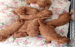 Cockapoo dogs for sale: Beautiful family of cockerpoos - Image 1