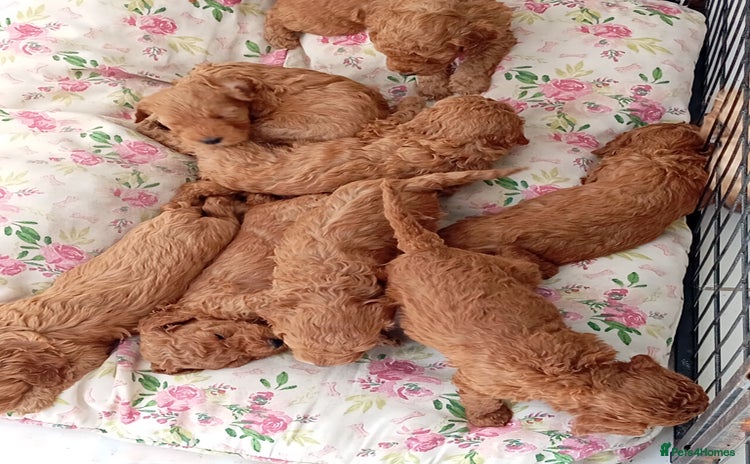 Cockapoo dogs - Advert 9
