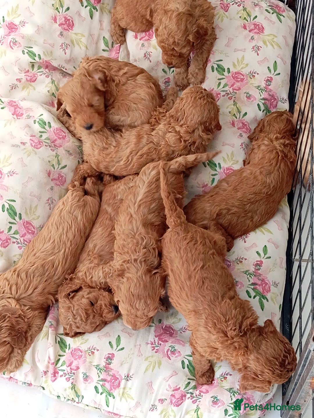 Cockapoo dogs for sale: Beautiful family of cockerpoos - Image 1