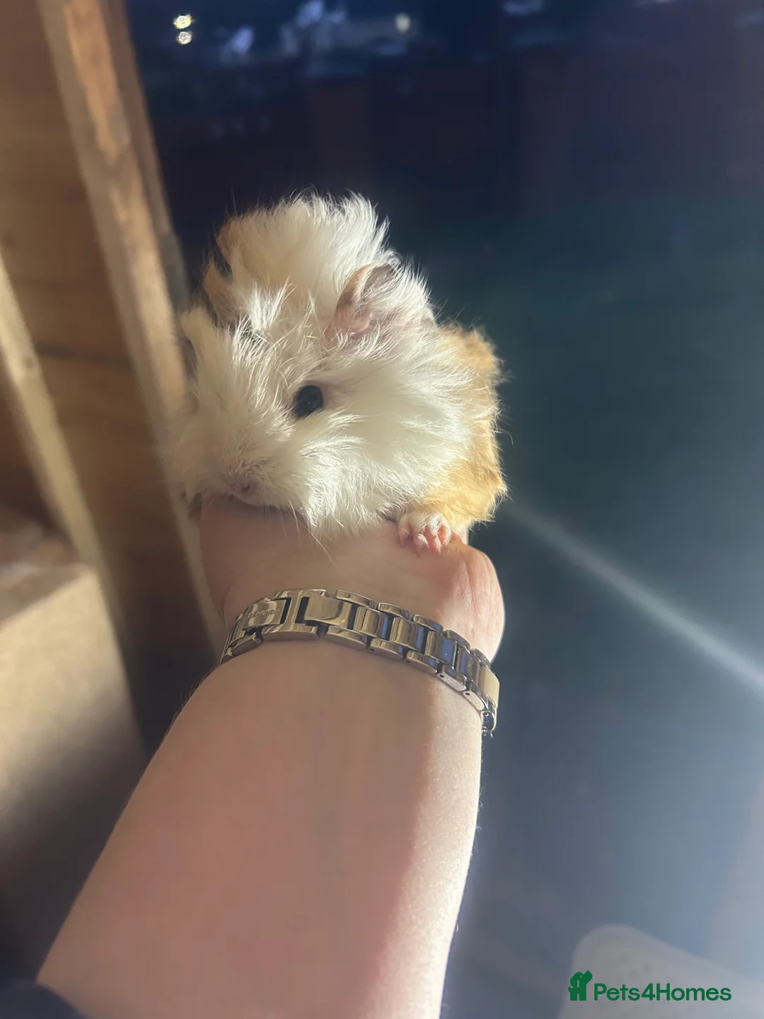 Guinea Pig rodents for sale: Longhair guineapigs  - Advert 12