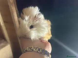 Guinea Pig rodents Longhair guineapigs - Advert 9