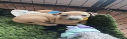 Italian Greyhound dogs for sale: 🐾 KC Registered Italian Greyhound Puppies 🐾 - Advert 13