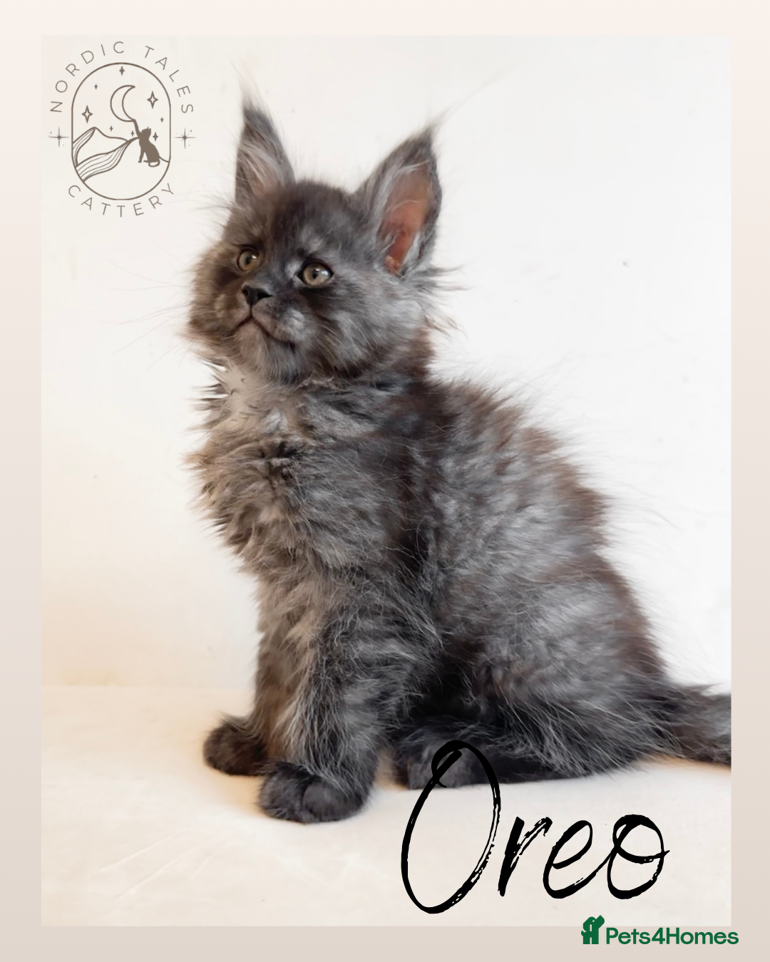 Maine Coon cats for sale: High Smoke, Smoke & Tabby Maine Coons - Advert 15