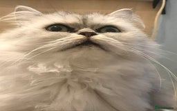 Persian cats for sale: Beautiful  silver shaded chinchilla Persian x bsh - Image 19