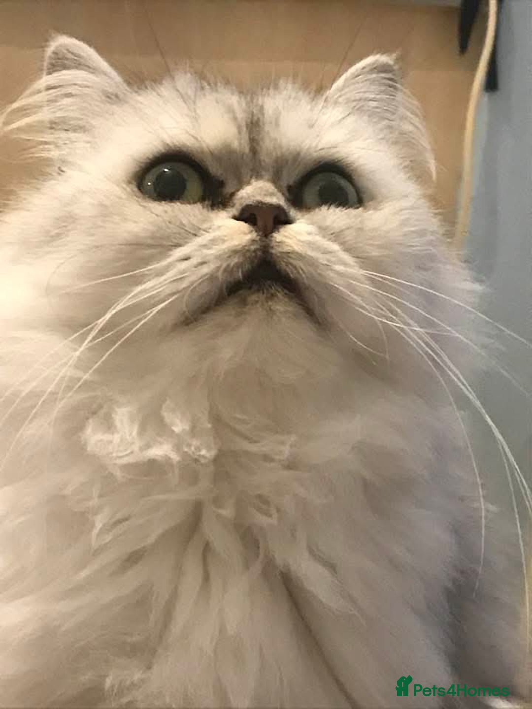 Persian cats for sale: Beautiful  silver shaded chinchilla Persian x bsh - Image 19