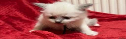 Ragdoll cats for sale: Beautiful fluffy blue and lilac Ragdoll kittens in Doncaster - Advert 11