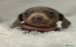 Miniature Dachshund dogs for sale: Stunning miniature dachshunds - Image 2