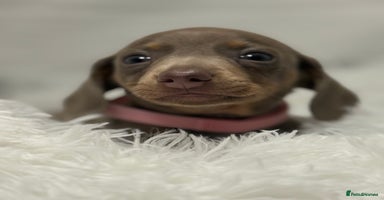 Miniature Dachshund dogs - Advert 14