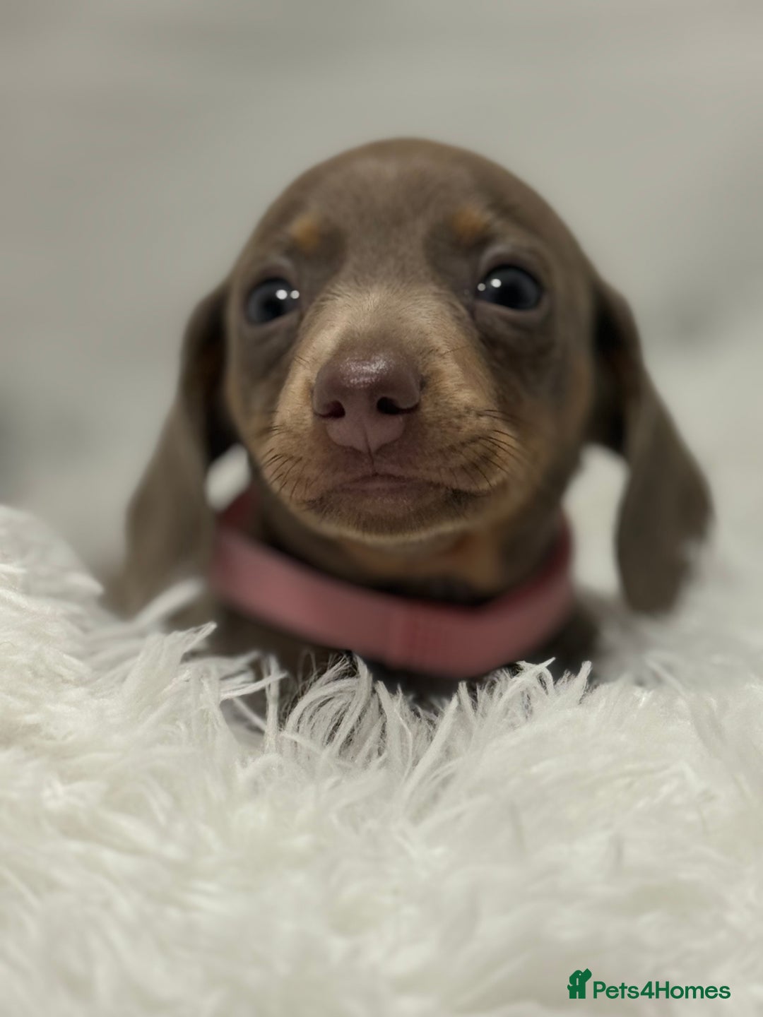 Miniature Dachshund dogs for sale: Stunning miniature dachshunds - Image 2