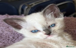 Ragdoll cats for sale: GCCF Champion Mink & blue point Ragdolls - Image 5