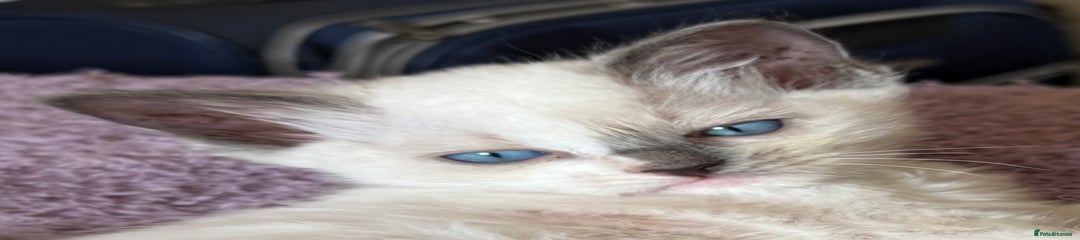 Purple Collar F