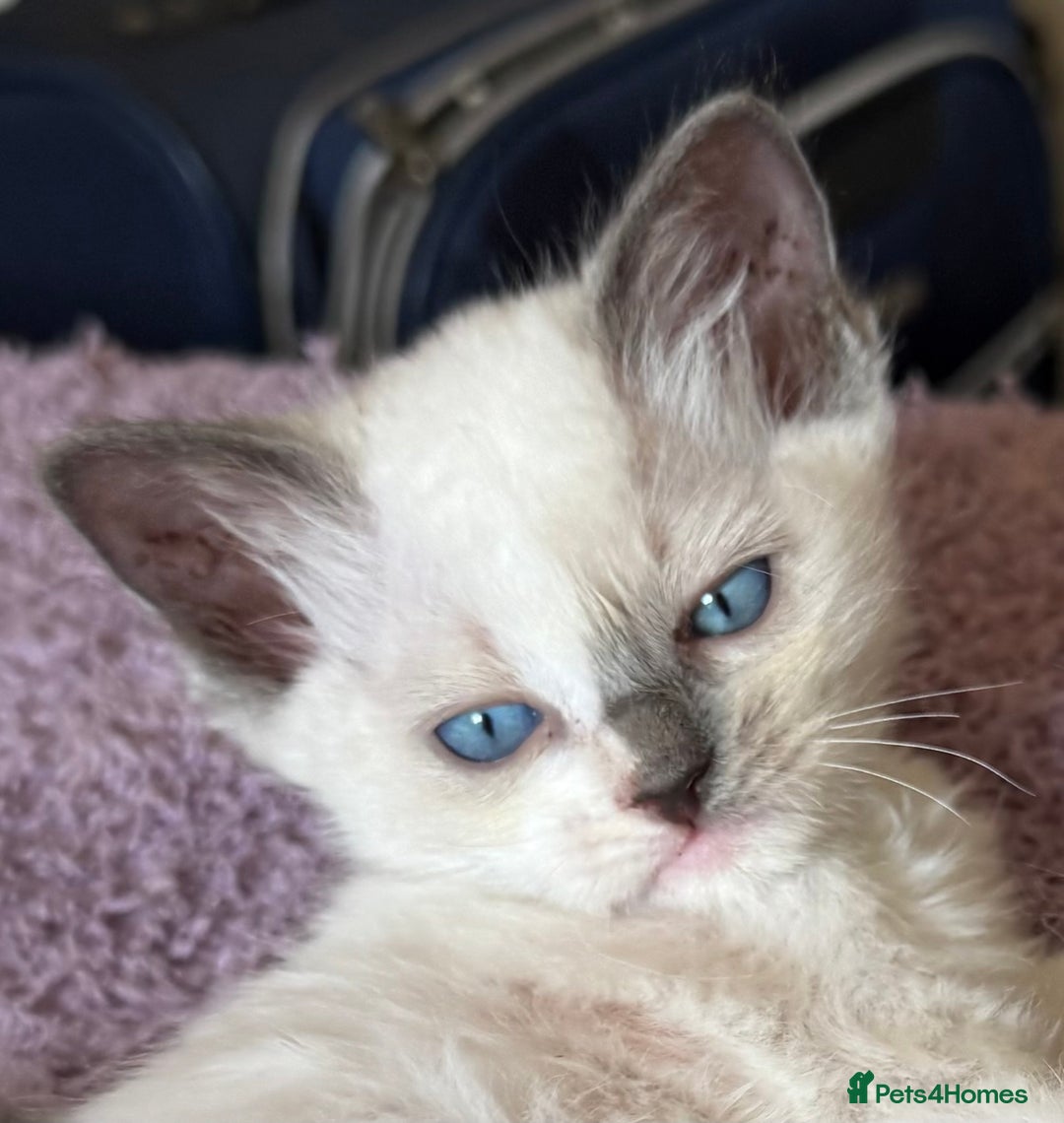 Ragdoll cats for sale: GCCF Champion Mink & blue point Ragdolls - Image 5
