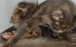 Maine Coon cats for sale: Kittens - Image 4