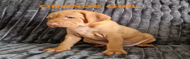 Hungarian Vizsla Puppy 6