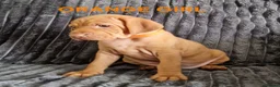 Hungarian Vizsla dogs for sale: READY TO LEAVE ,. 4 Beautiful girls left. - Advert 35