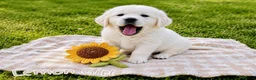 Golden Retriever dogs for sale: Old English Cream ~ Champion lines ~ DNA tested  - Advert 10