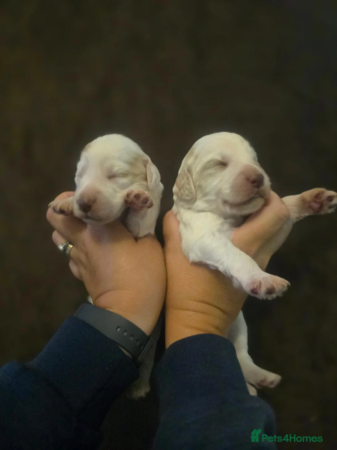 Cockapoo dogs for sale: F1 cockapoos licensed breeder - Advert 1