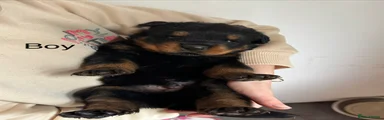 Rottweiler Puppy 1
