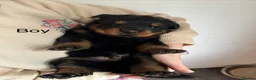 Rottweiler dogs for sale: Rottweiler puppies 3 girls left ready 1st April x - Advert 31
