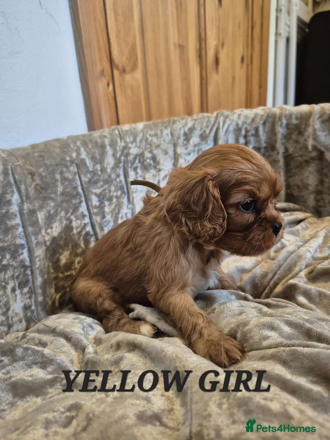 Cavalier King Charles Spaniel dogs for sale: 5 cavalier King Charles spaniels  in Welwyn Garden City - Advert 11