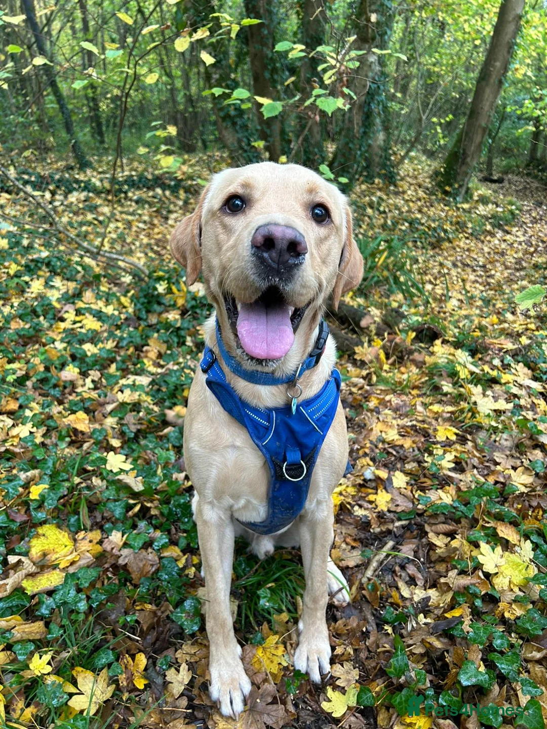 Labrador Retriever dogs for stud: Gorgeous KC Purebred Yellow Labrador For Stud - Advert 20