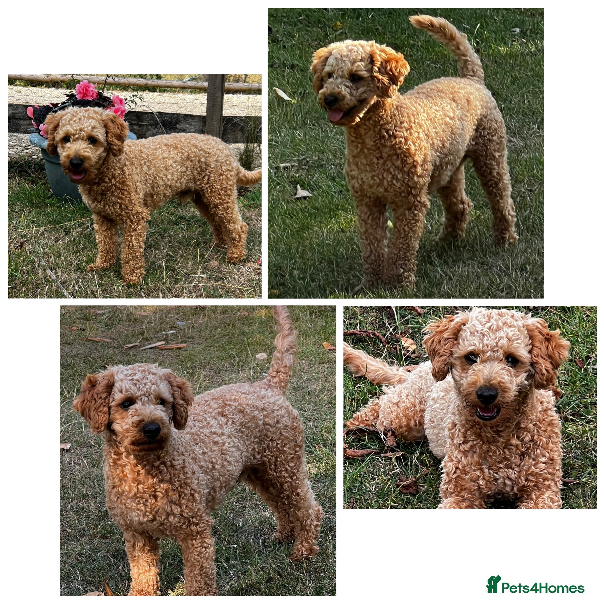 Toy Poodle dogs KC Registered Red Toy Poodle Fully DNA Tested - Advert 13