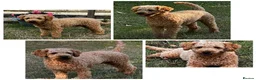 Toy Poodle dogs for stud: KC Registered Red Toy Poodle Fully DNA Tested - Advert 1