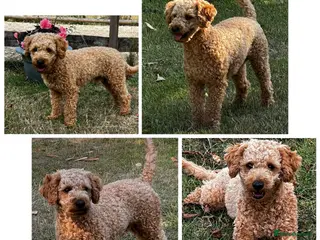 Toy Poodle dogs KC Registered Red Toy Poodle Fully DNA Tested - Advert 13