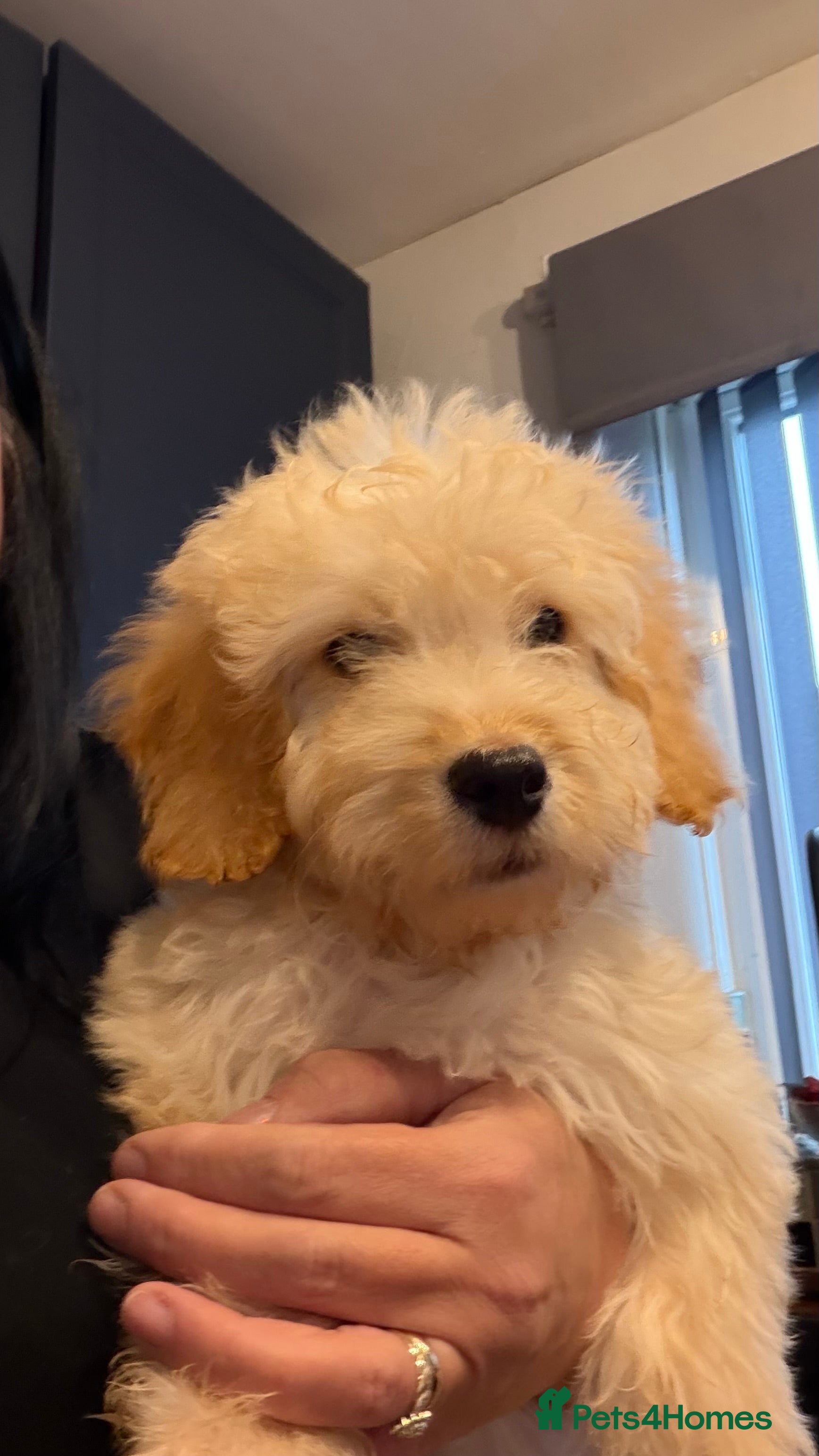 Cockapoo dogs Male Cockerpoo  - Advert 1