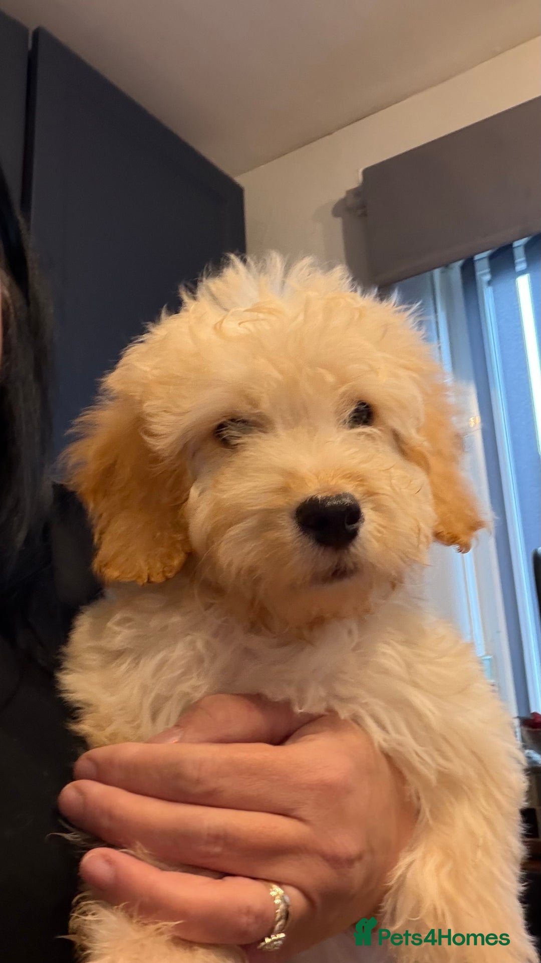 Cockapoo dogs for sale: Male Cockerpoo  - Advert 1