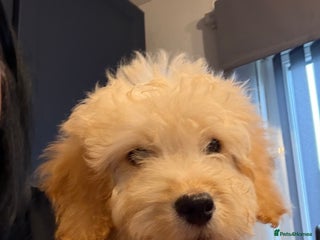 Cockapoo dogs Male Cockerpoo - Advert 1