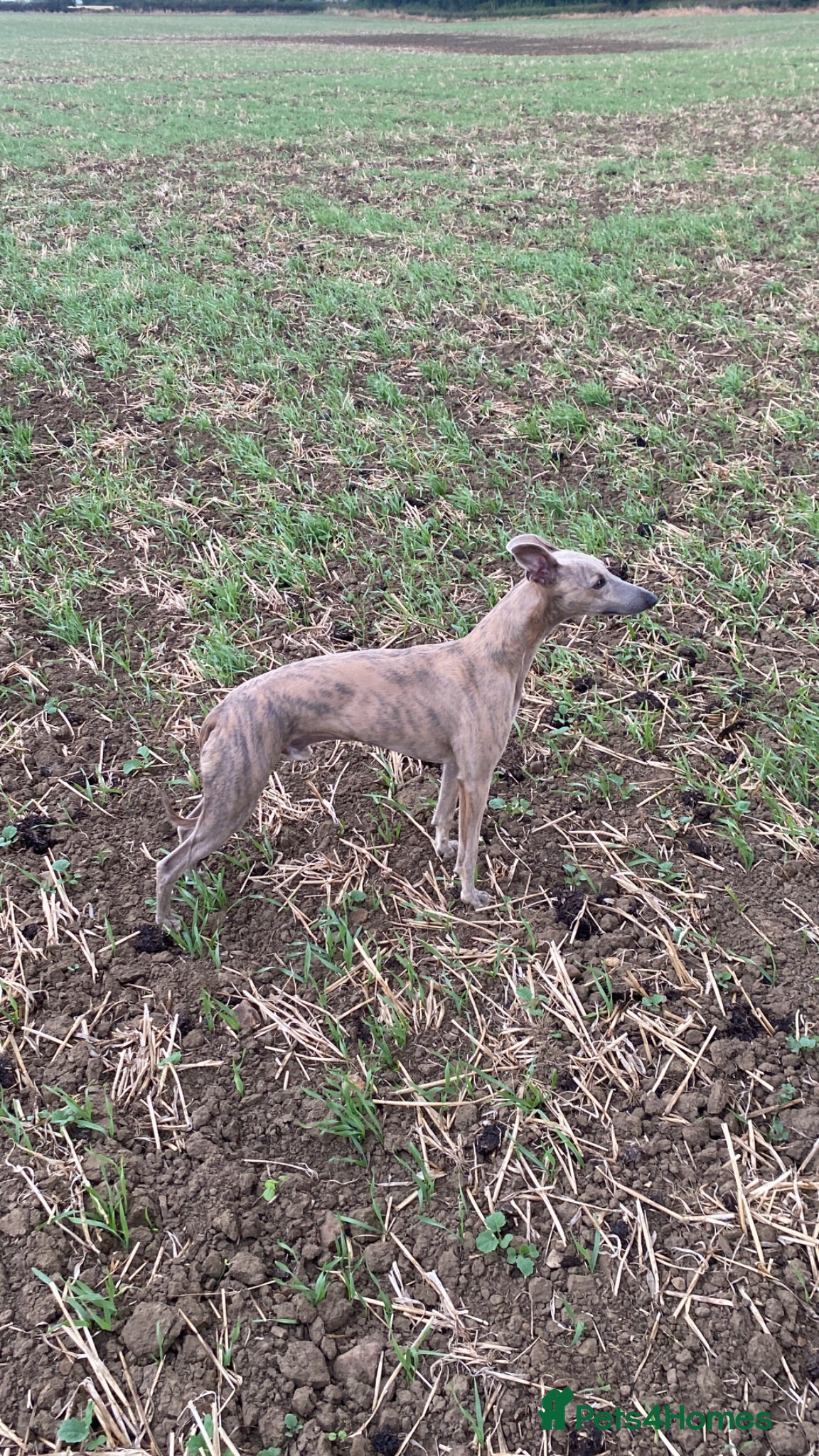 Mixed Breed dogs Bedlington Whippet Puppies  - Advert 2