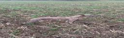Mixed Breed dogs for sale: Bedlington Whippet Puppies  in Tadcaster - Advert 2