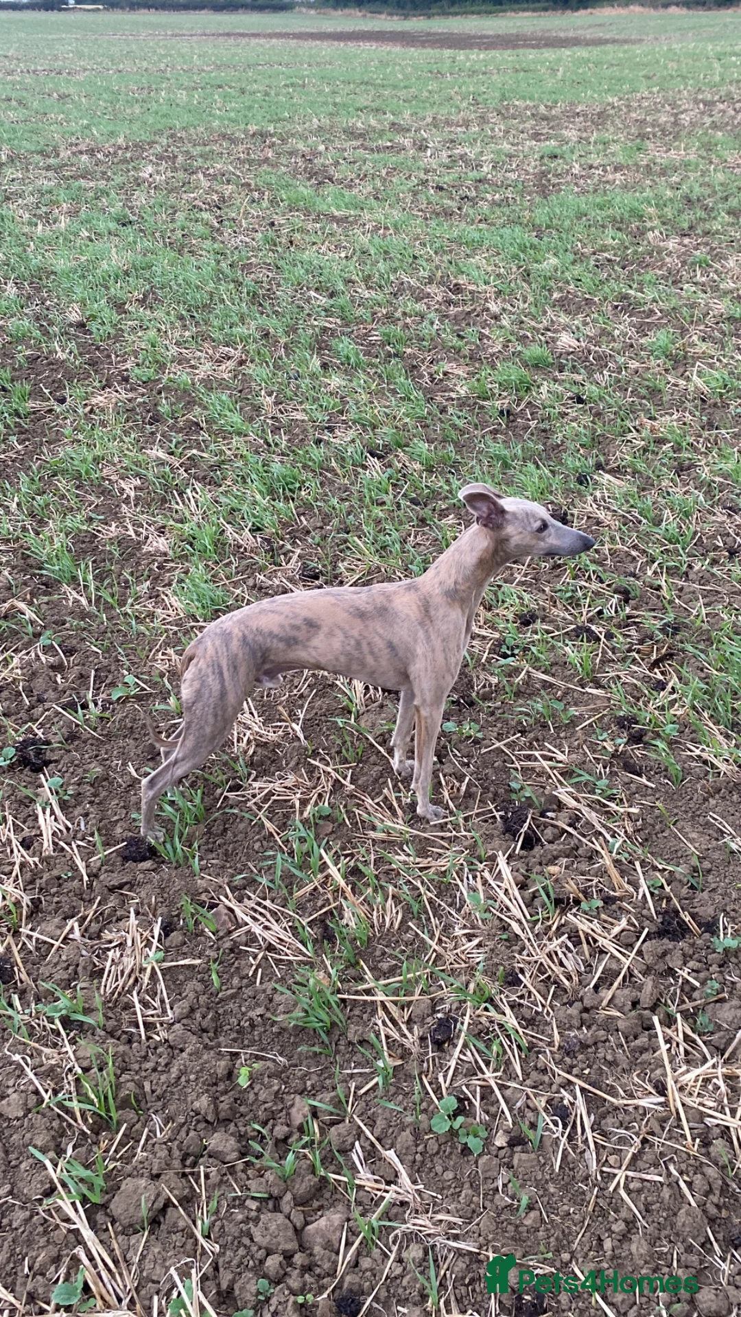Mixed Breed dogs for sale: Bedlington Whippet Puppies  in Tadcaster - Advert 2