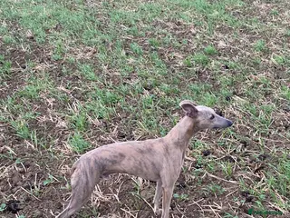 Mixed Breed dogs Bedlington Whippet Puppies - Advert 2