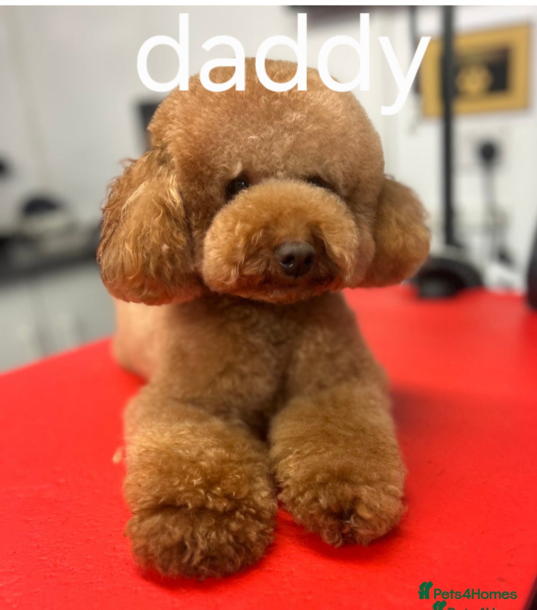 Cavapoo dogs for sale: Double curly coat cavapoo pups - Advert 17
