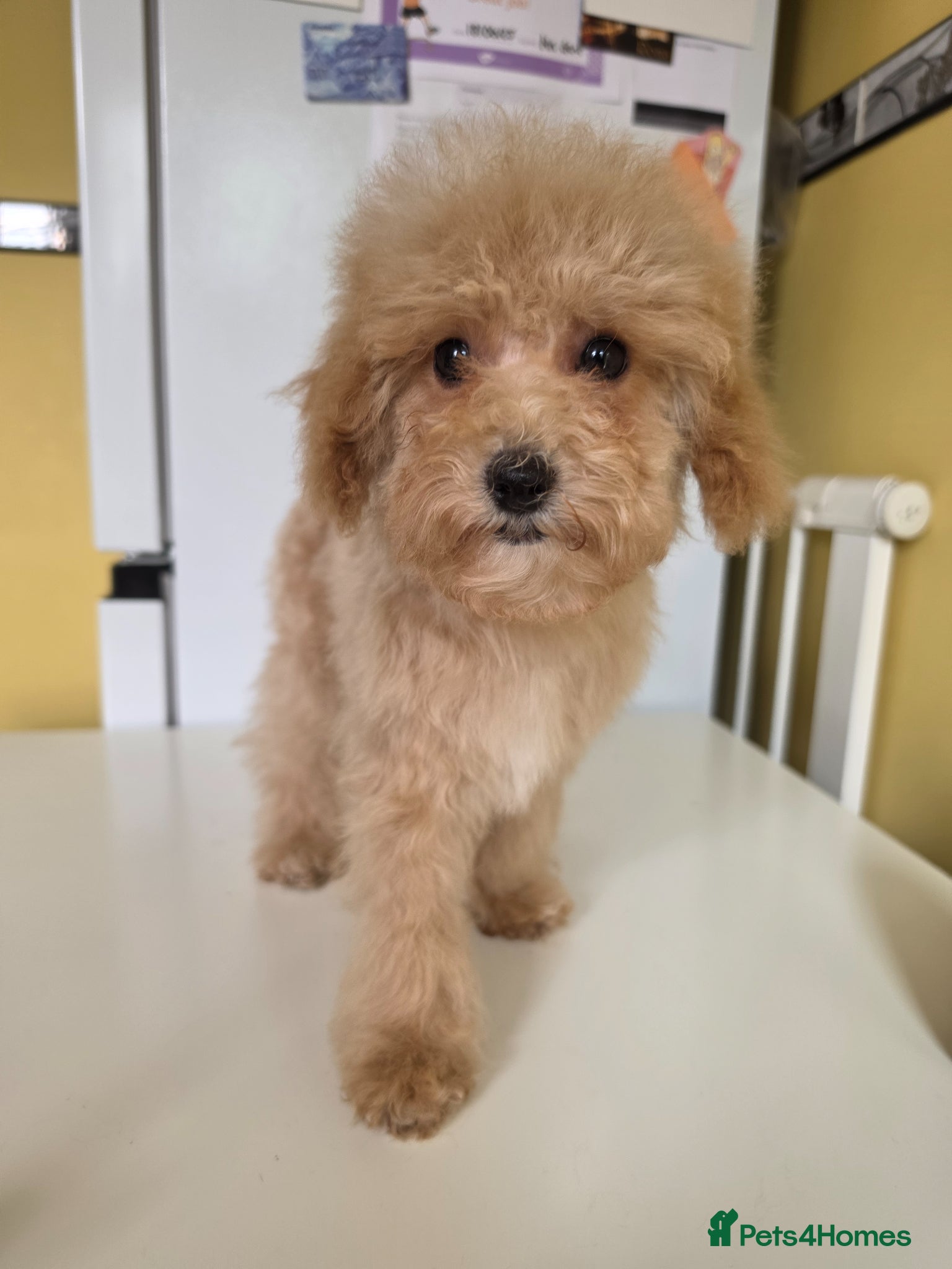 Poochon dogs Boys 850 , Girls 1050  - Advert 4