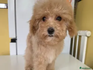 Poochon dogs Boys 850 , Girls 1050 - Advert 4