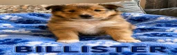 Shetland Sheepdog dogs for sale: KC SHETLAND SHEEPDOG PUPS  - Advert 4