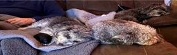 Jackapoo dogs for sale: 🐾 Beautiful F1B Jackapoo Boy – Home Reared - Advert 6