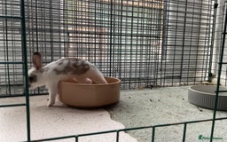 Rex rabbits for sale: Friendly velvety rex rabbits for sale - Image 23
