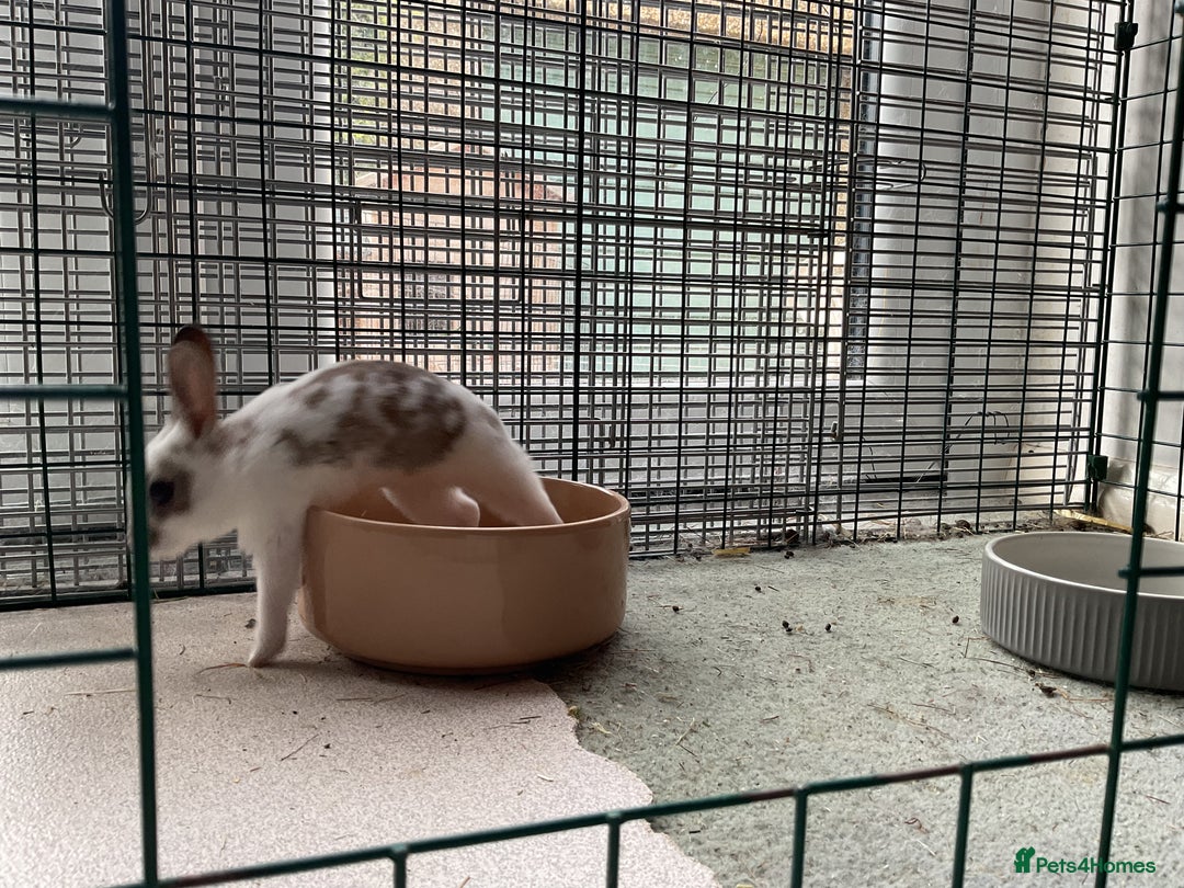 Rex rabbits for sale: Friendly velvety rex rabbits for sale - Image 23