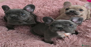 French Bulldog dogs - Advert 4