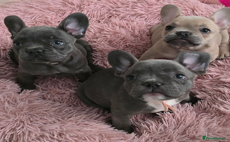 French Bulldog dogs - Advert 11