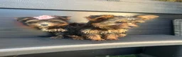 Yorkshire Terrier dogs for sale: Yorkshire terrier bureau - Advert 6