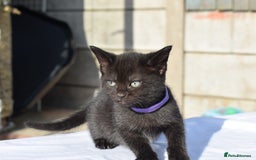 Mixed Breed cats for sale: 5 Mixed Kittens Ready In 2 Weeks - Image 7