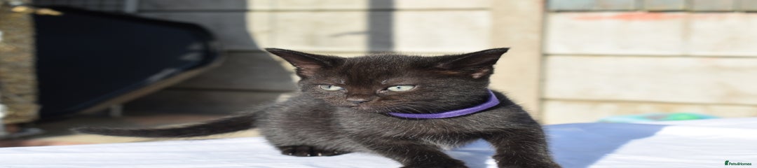 Smoky Tabby Male - Purple
