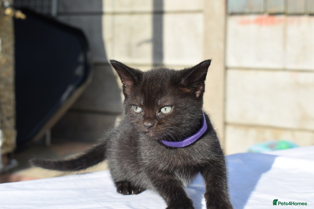 Mixed Breed cats for sale: 5 Mixed Kittens Ready In 2 Weeks - Image 7